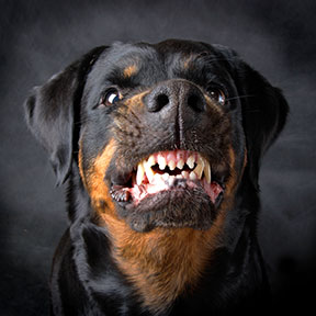 Contact a McAllen Dog Bite Lawyer if you have been attacked or bitten by a dog.
